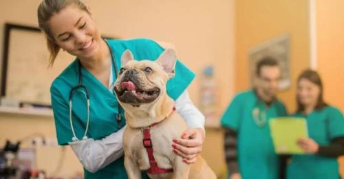 Financing For Veterinary Bills
